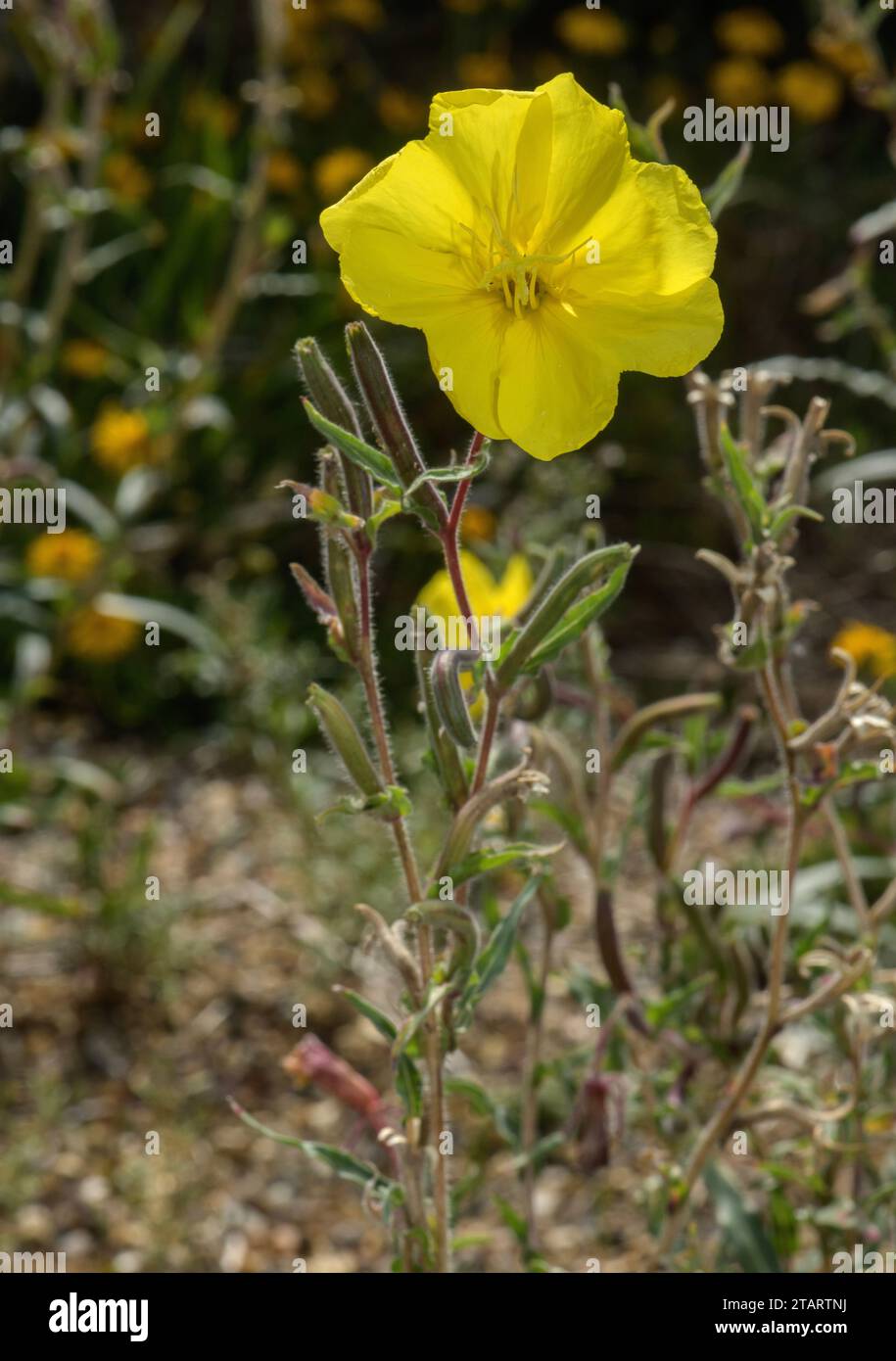An Evening Primrose, Oenothera magellanica in flower, from South America. Stock Photo