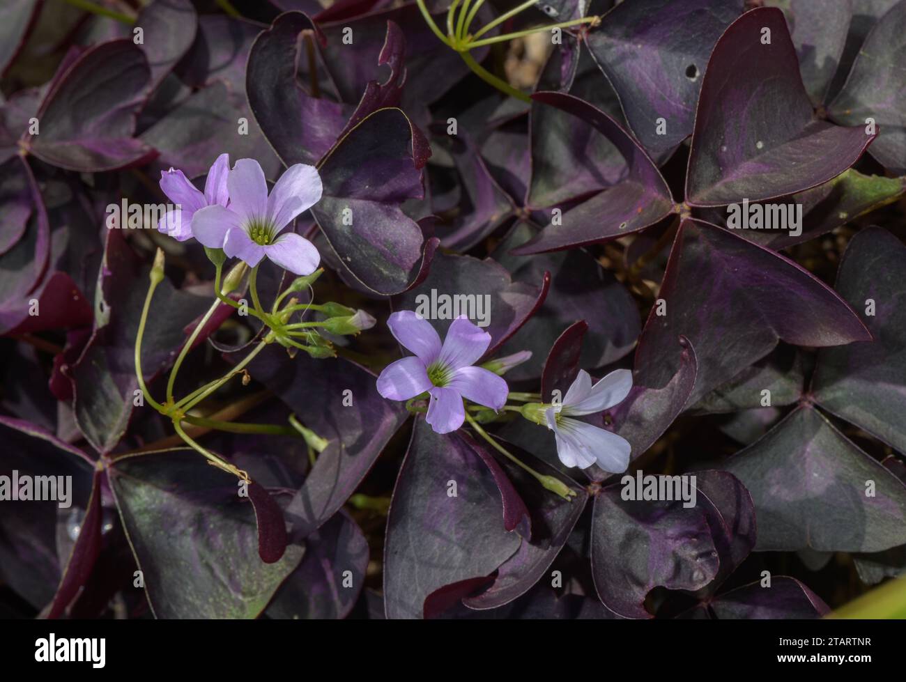 False shamrock, Oxalis triangularis in flower, Argentina. Naturalised elsewhere. Stock Photo