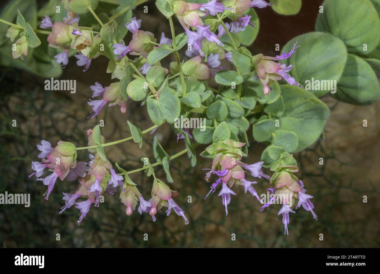 Dittany of Amorgos, Origanum calcaratum, in flower. From the Aegean Islands, a greek endemic. Stock Photo