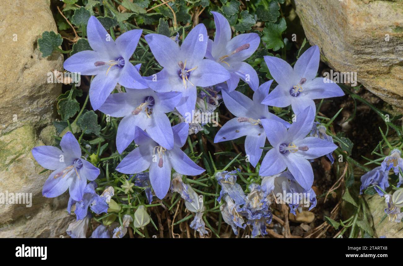Hairy-leaved brittle bellflower, Campanula fragilis ssp. fragilis from southern Italy. Stock Photo