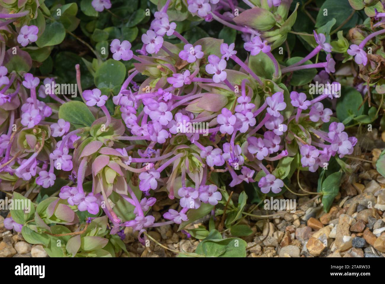 Amanum oregano, Origanum amanum, in flower; from south-east Turkey. Stock Photo