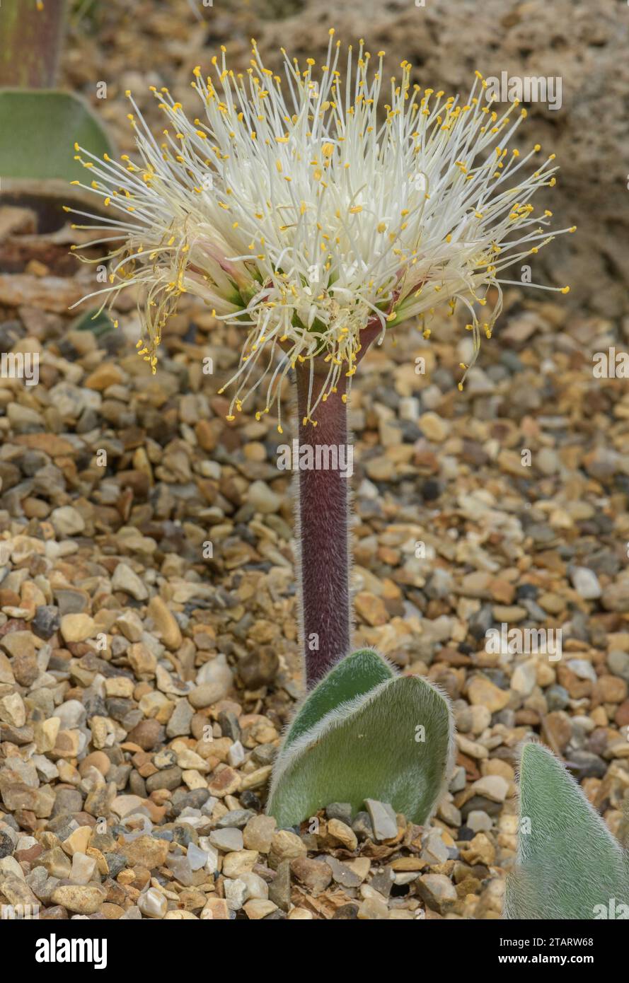 Rabbit’s ears, Haemanthus humilis ssp. hirsutus, in cultivation. From Transvaal Stock Photo