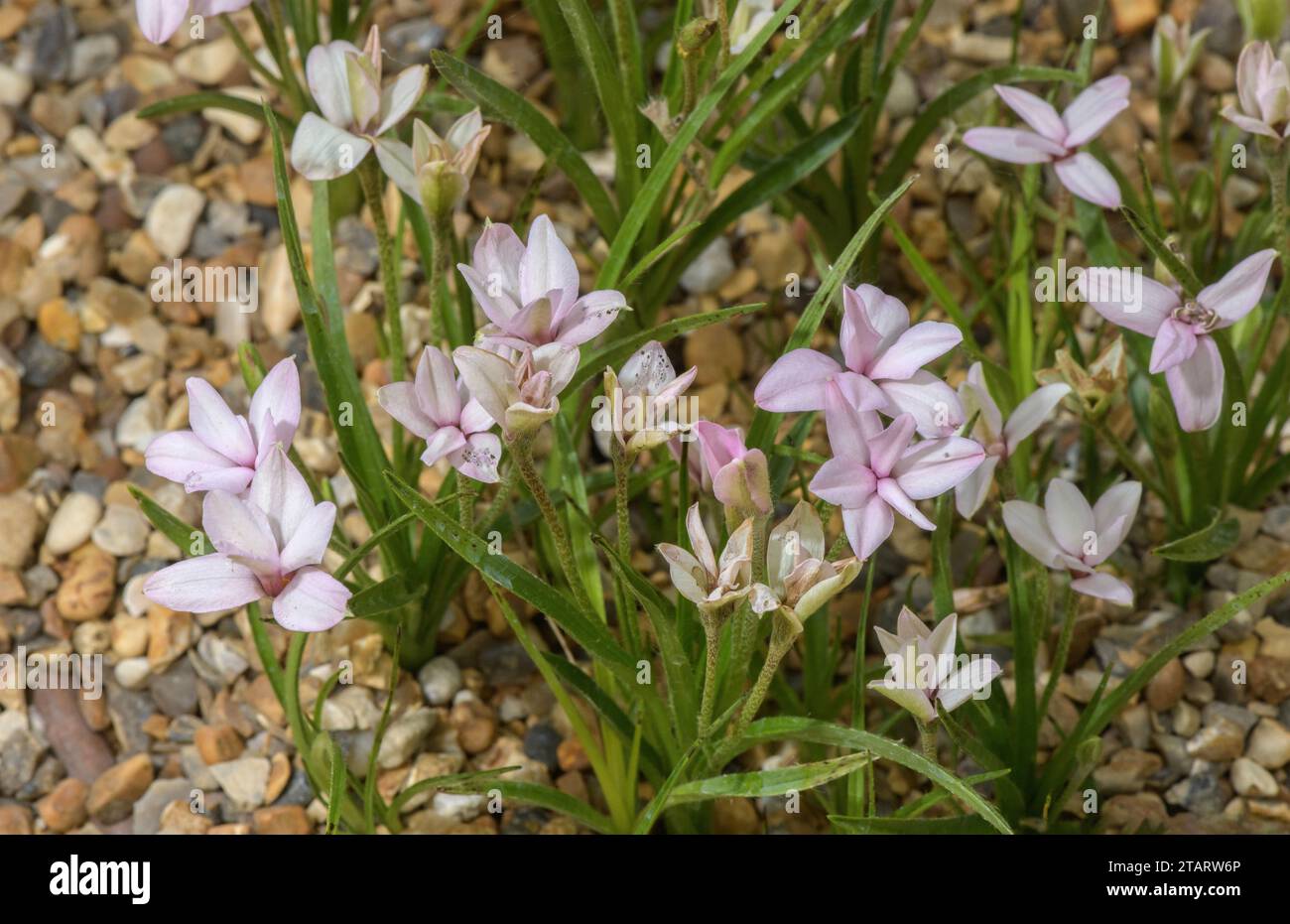 Red star, Rhodohypoxis baurii, in flower; from eastern South Africa. Stock Photo