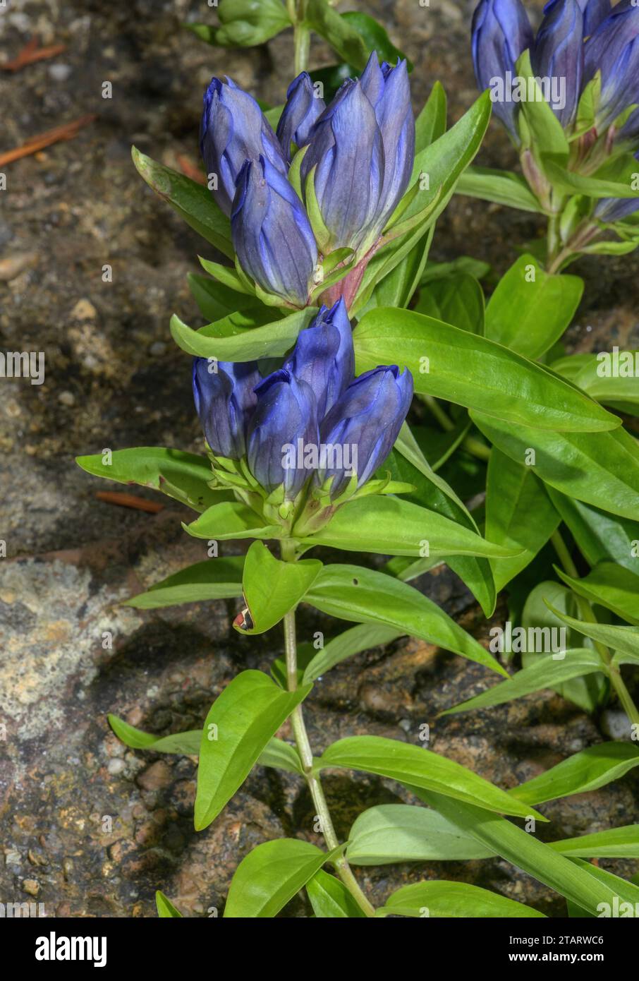 Mendocino gentian, Gentiana setigera, in flower; Oregon. Stock Photo