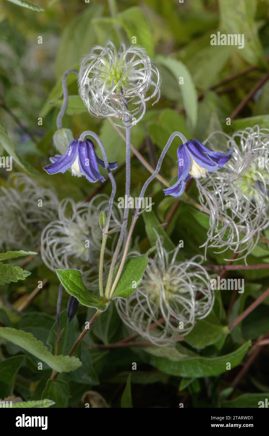 Solitary clematis, Clematis integrifolia, in flower and fruit. Stock Photo