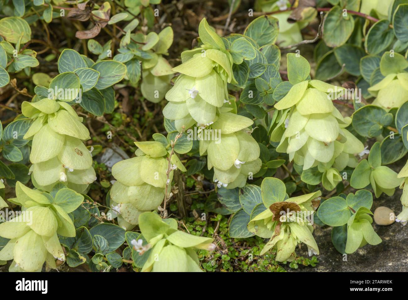 Round-leaved oregano, Origanum rotundifolium, in flower;  Caucasus. Stock Photo