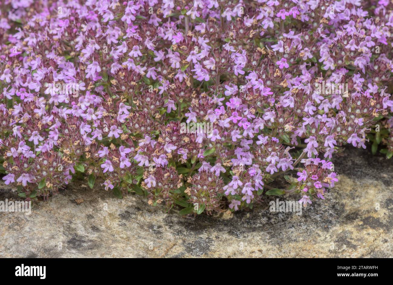 Breckland Thyme, Thymus serpyllum, in flower. Stock Photo
