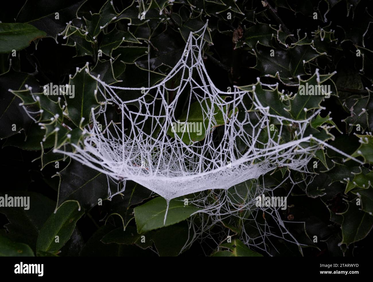 An intricate spiders web woven in a hedgerow shrouded in heavy winter frost, Worcestershire, England. Stock Photo