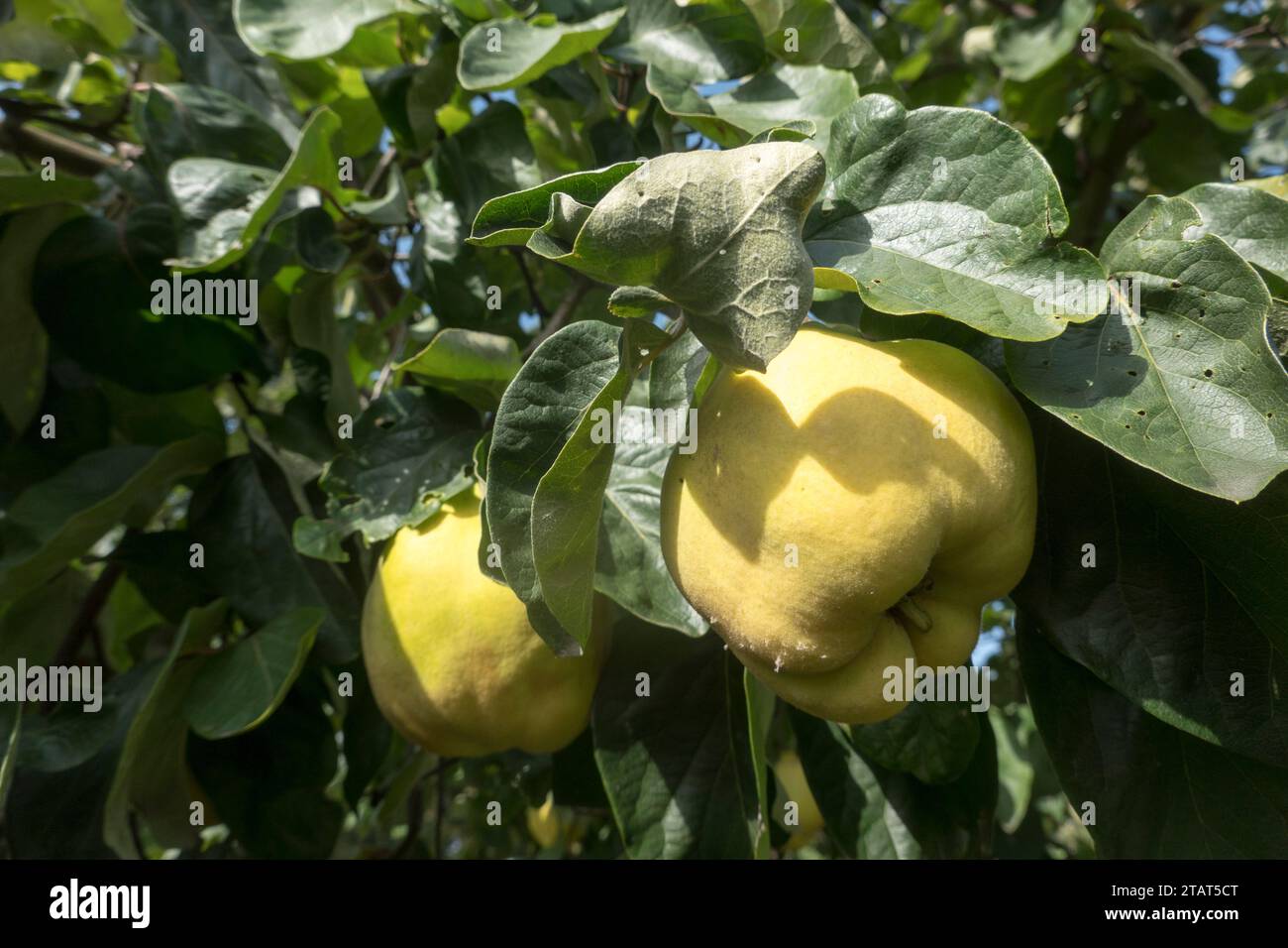 Quitten (Cydonia oblonga; Syn. Cydonia vulgaris) - reife Früchte am Baum Stock Photo