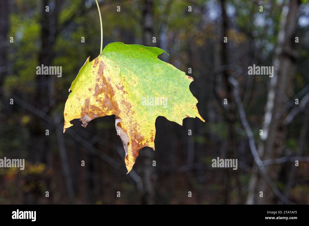 Maple leaf hanging from a tree branch in the Autumn.Quebec,Canada Stock Photo