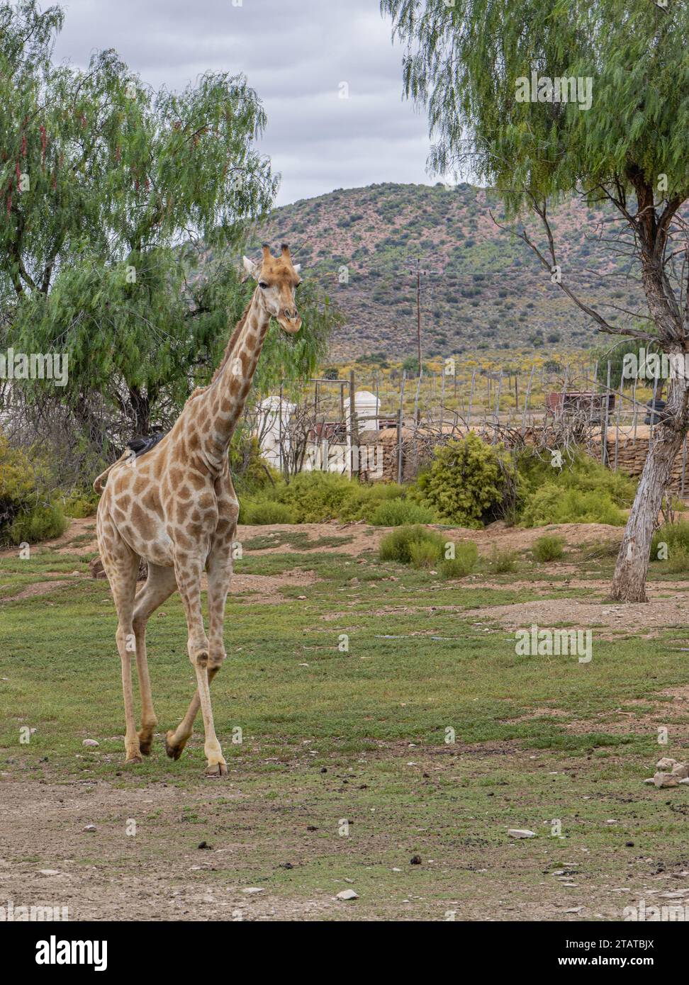 Young Giraffe in Enclosure Stock Photo