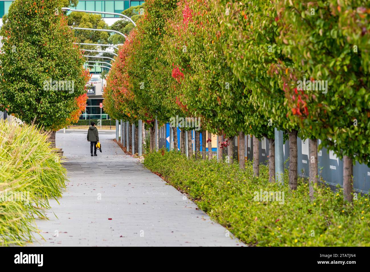A man stands with a leaf blower at the end of a long path and a line of