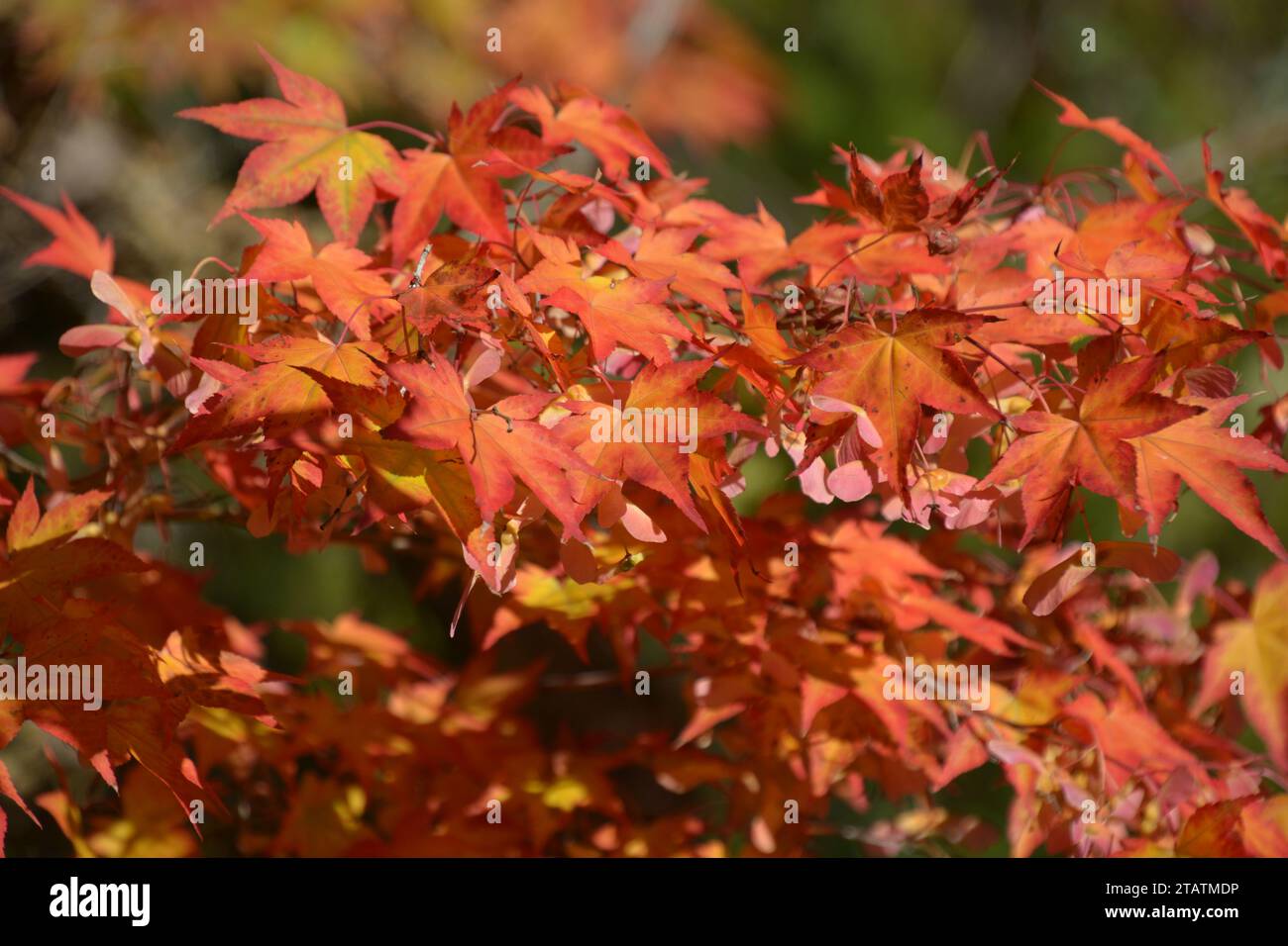 Plant maples fall hi-res stock photography and images - Alamy