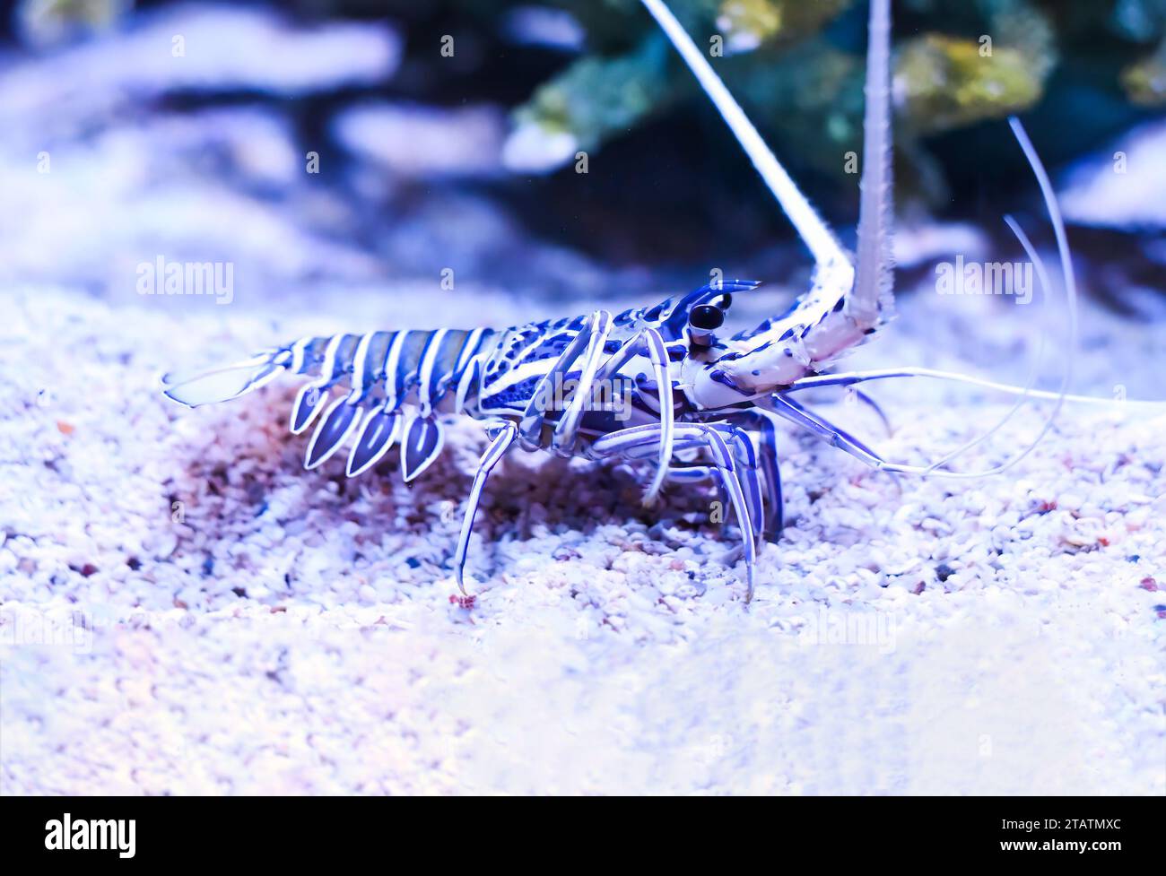 Panulirus versicolor also named as painted lobster, common rock lobster, bamboo lobster and blue spiny lobster in aquarium in Thailand Stock Photo