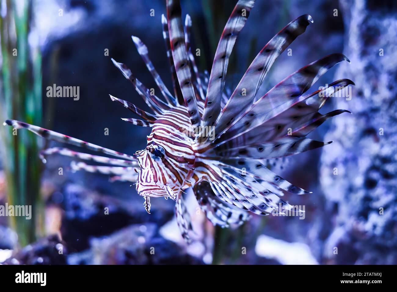 broadbarred lionfish or spotfin lionfish in aquarium Stock Photo