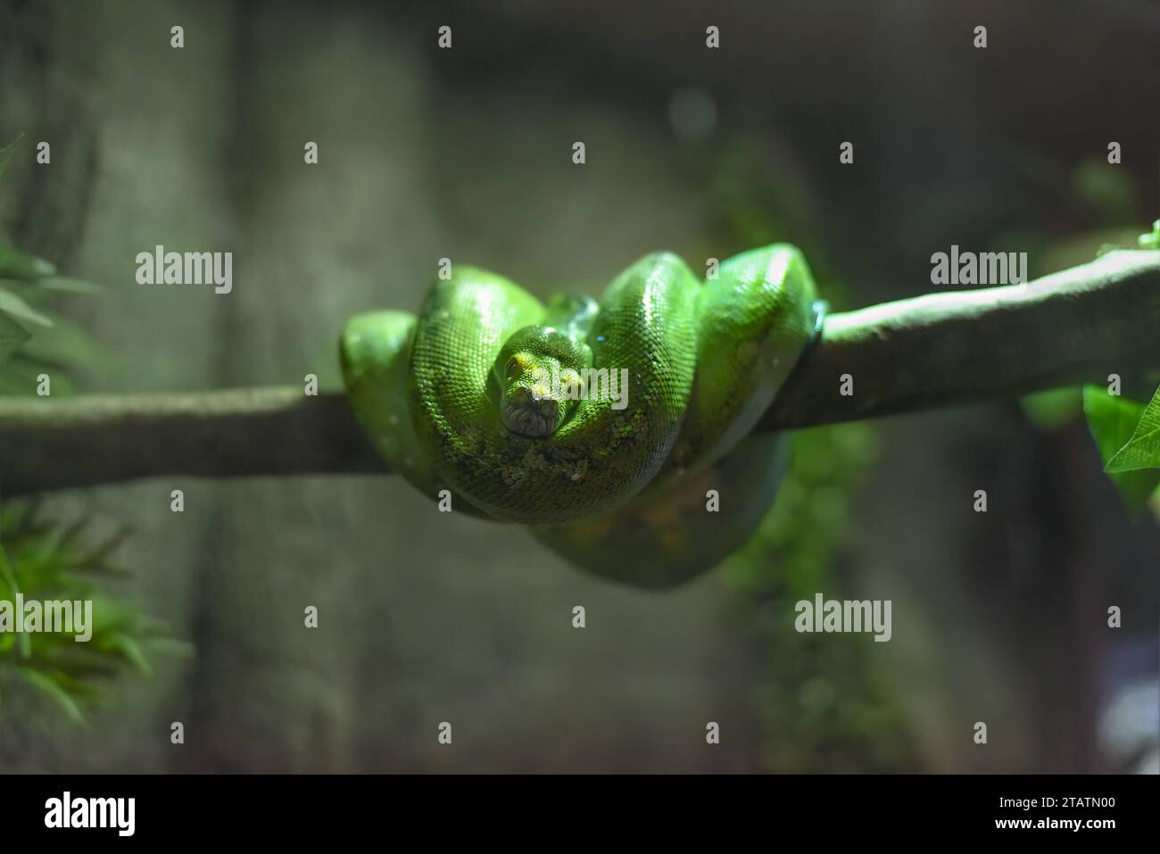 The green tree python (Morelia viridis), also known as the emerald ...