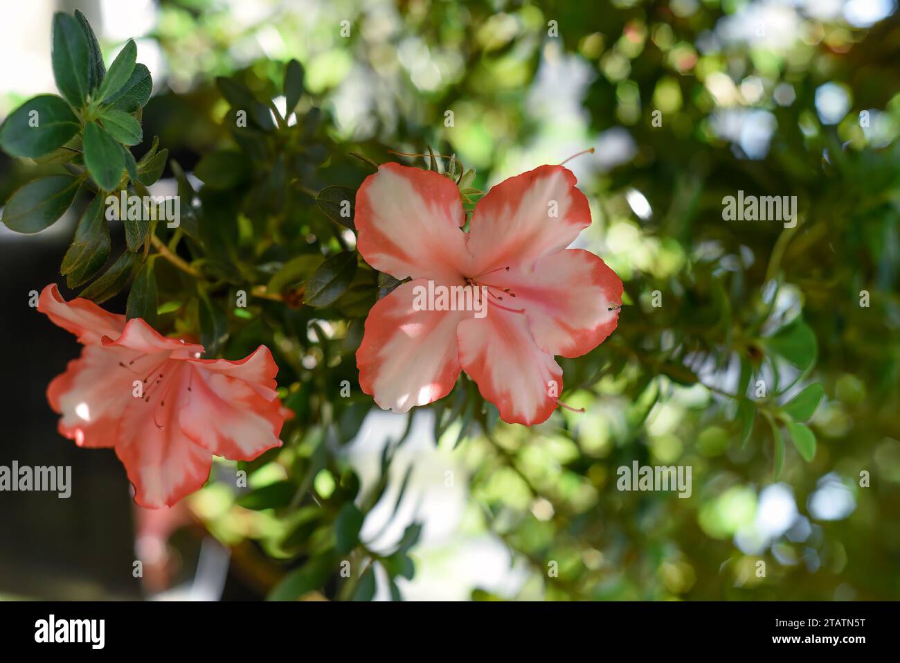 Pink flower azalea indica or rhododendron indicum Sachsenstern close up Stock Photo