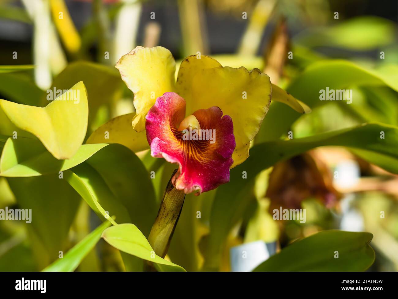 Rhyncholaeliocattleya Cheah Bean-Kee orchid close up Stock Photo