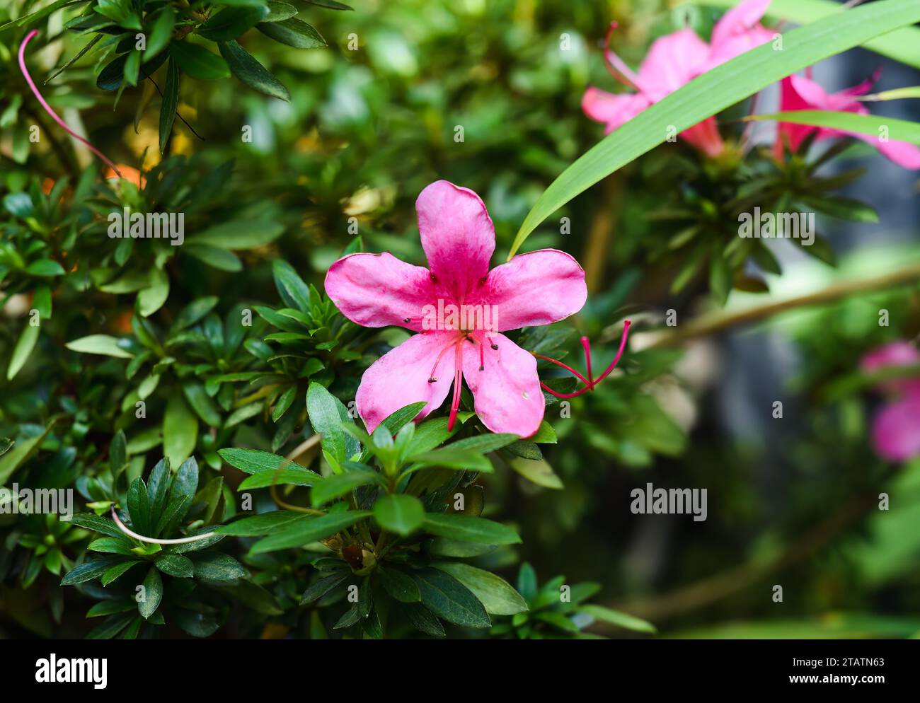 Pink flower azalea indica or rhododendron coelestina close up Stock Photo