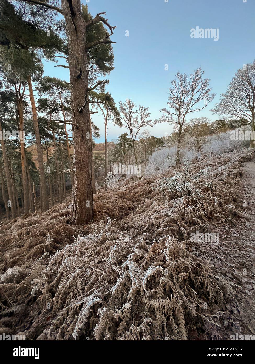 Portsmouth Road, Hindhead. 02nd December 2023. Freezing conditions at