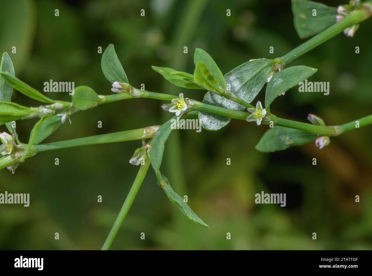 Knotgrass, Polygonum aviculare in flower. Stock Photo