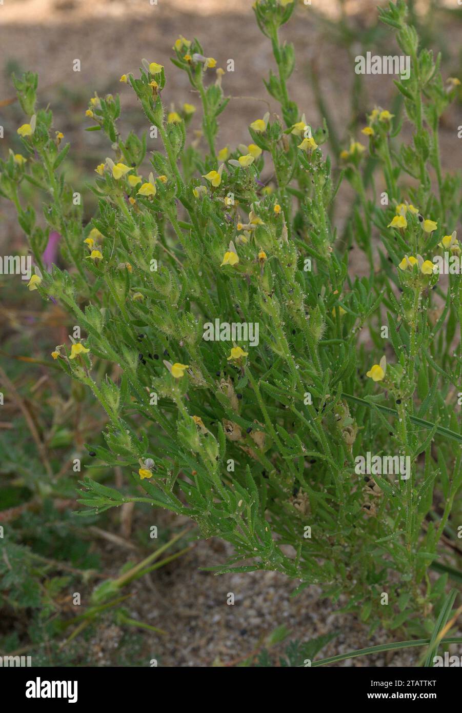 Sand Toadflax, Linaria arenaria on sand dunes at Braunton Burrows; introduced, from West France. Stock Photo