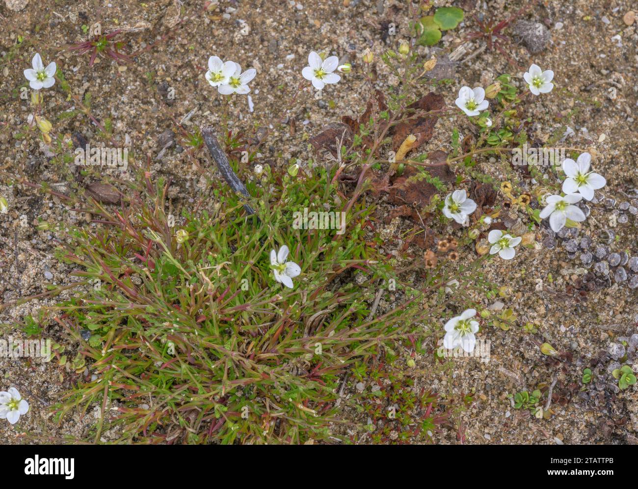 Knotted Pearlwort, Sagina nodosa in flower, in damp dune hollow, Braunton Burrows, Devon. Stock Photo