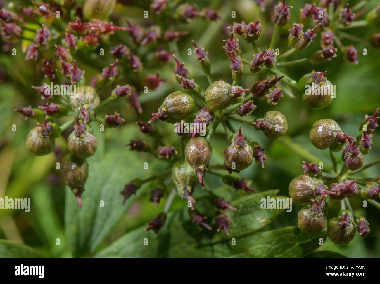 Bladderseed, Physospermum cornubiense, with distinctive fruits; on Kit Hill, East Cornwall. Very rare in UK. Stock Photo