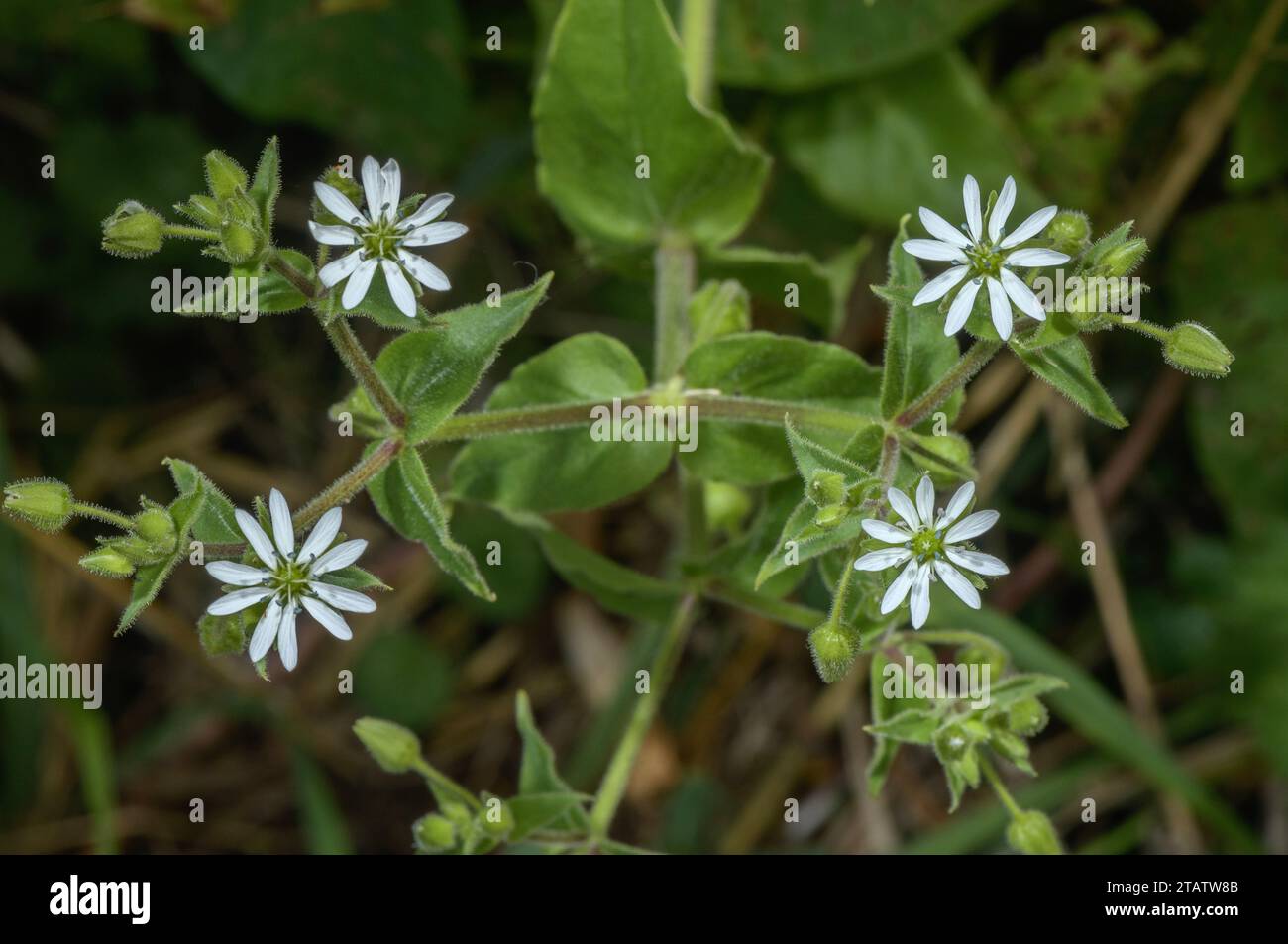 Water chickweed, Stellaria aquatica, in flower on damp peat, Somerset Levels. Stock Photo
