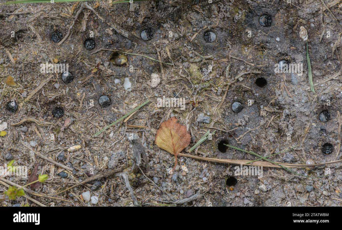 Larvae of Green tiger beetle, Cicindela campestris living in a group on damp heathland, Dorset. Stock Photo