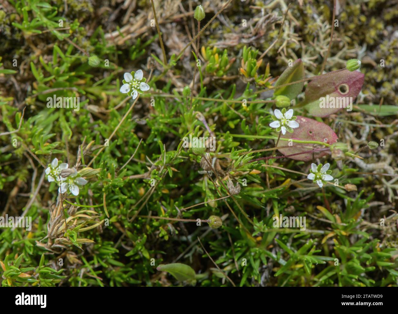 Heath Pearlwort, Sagina subulata, in flower on damp heathland, New Forest. Stock Photo