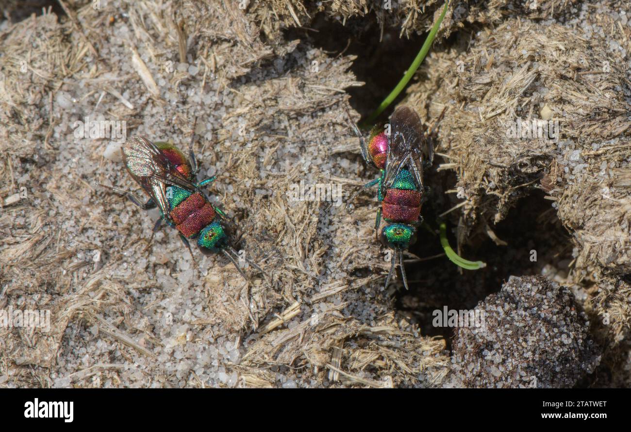 2 Ruby-tailed Wasps, Hedychrum nobile/Hedychrum niemelai on sandy heathland at Hartland Moor, Dorset. Stock Photo