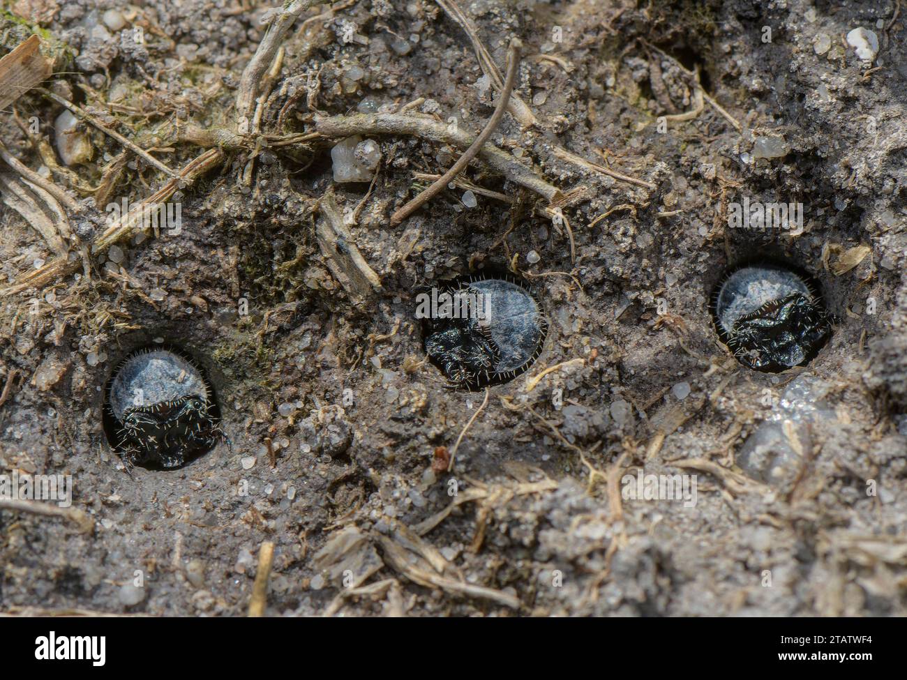 Larvae of Green tiger beetle, Cicindela campestris living in a group on damp heathland, Dorset. Stock Photo