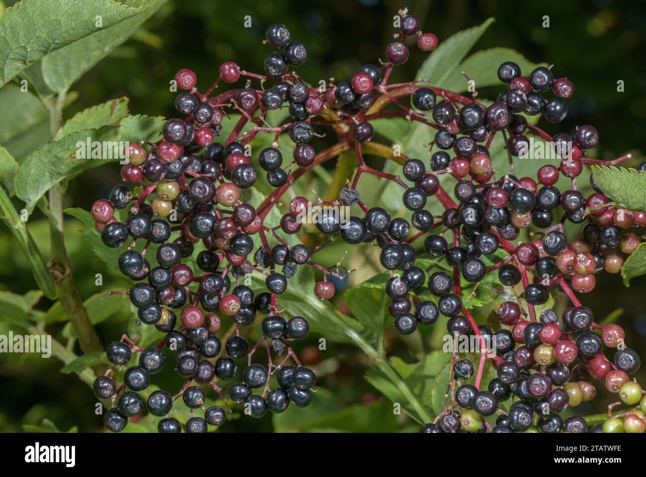 Elder, Sambucus nigra, with ripe elderberries in hedge. Stock Photo