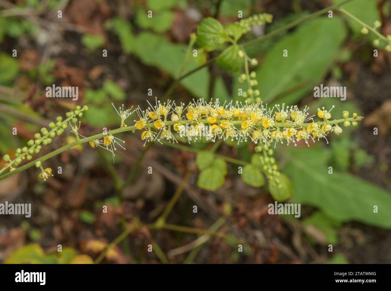 Black cohosh, Actaea racemosa, in flower. From eastern USA Stock Photo