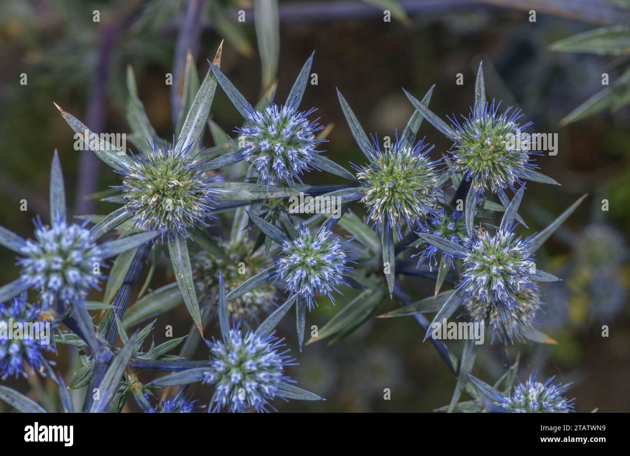 A sea-holly, or Eryngo;  Eryngium caeruleum, from western Asia. Stock Photo