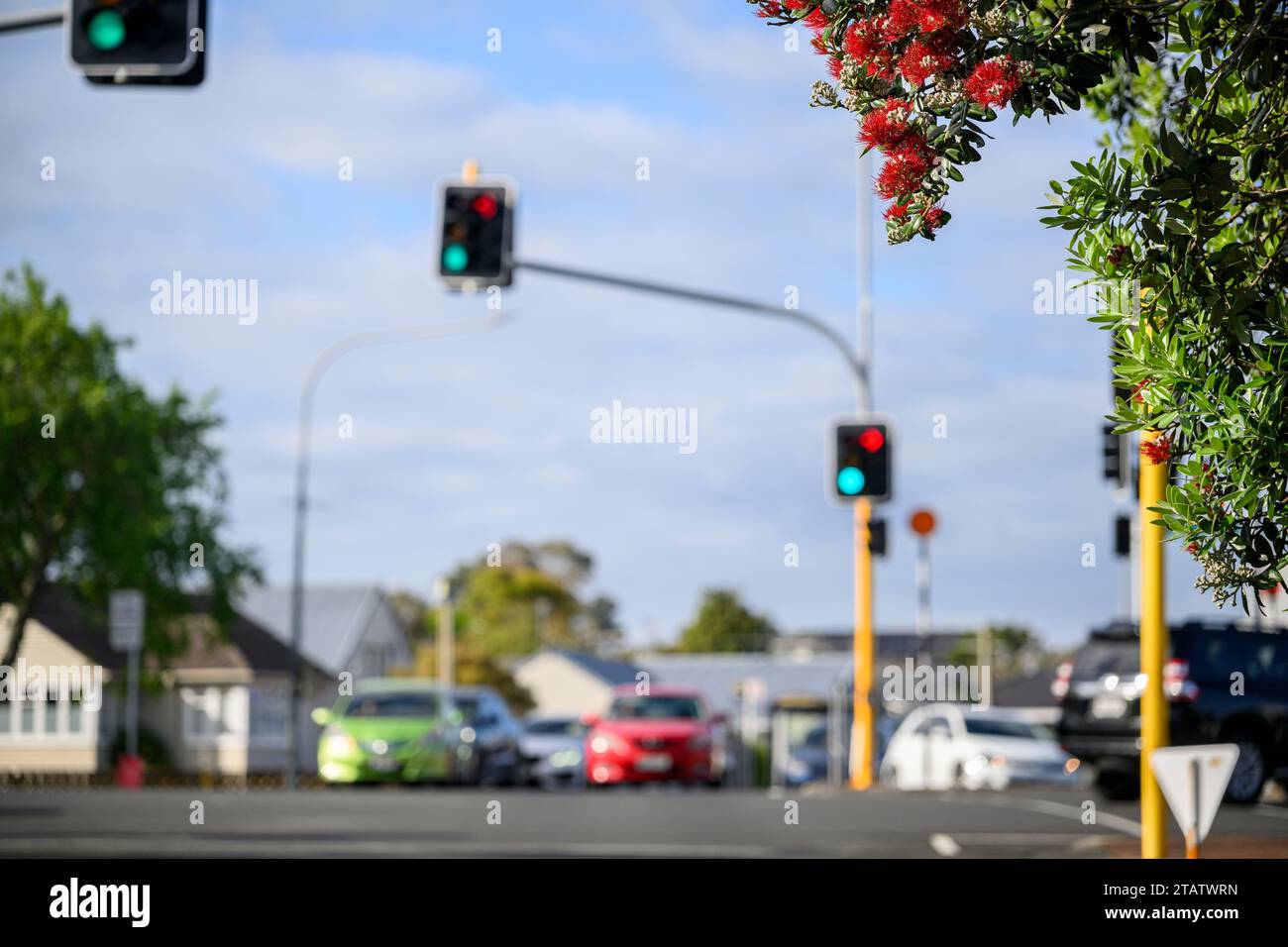 Cars stopped at red traffic lights at a busy intersection, Pohutukawa trees in full bloom in