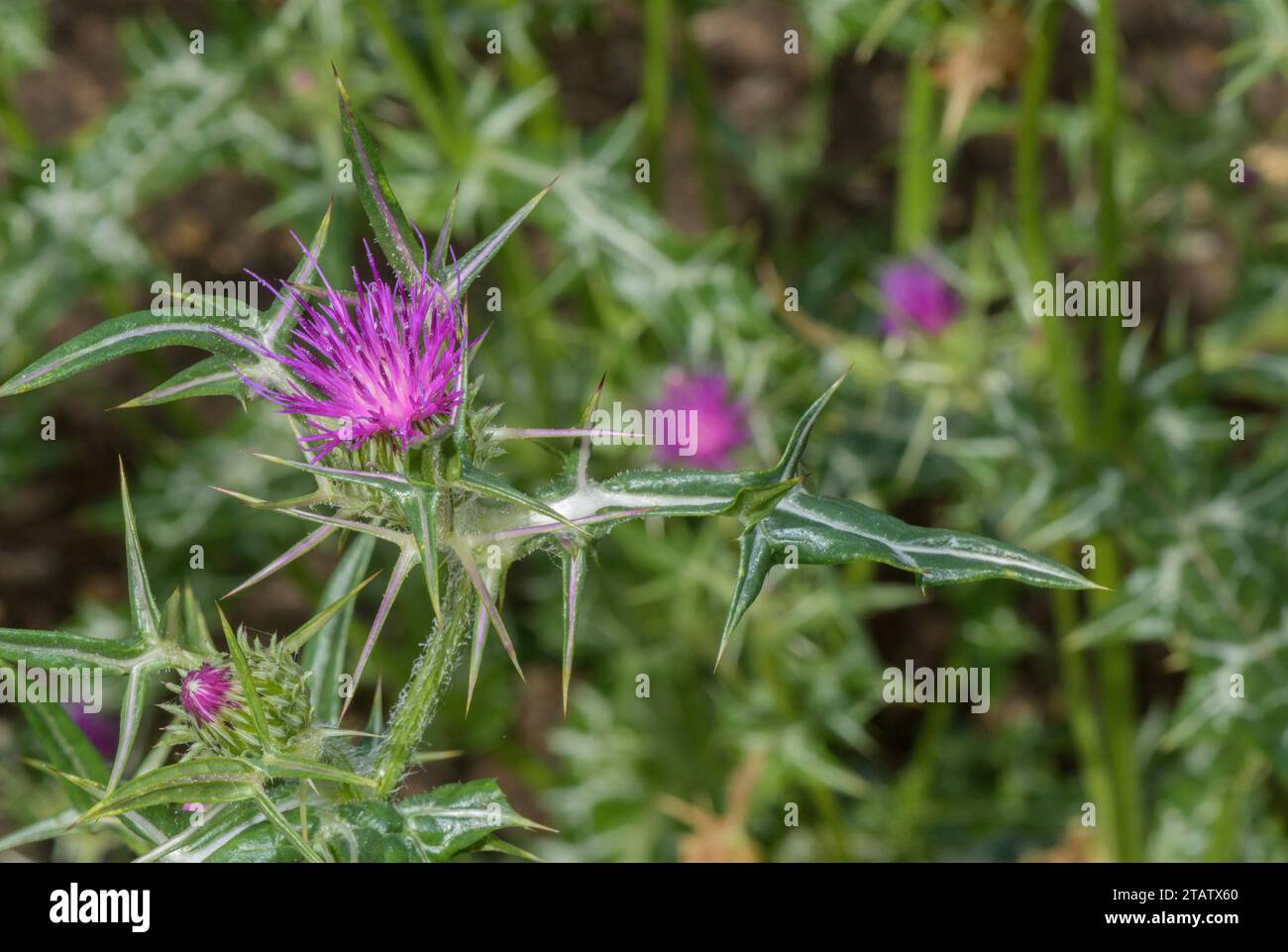 Syrian thistle, Notobasis syriaca, in flower; Mediterranean Europe. Stock Photo