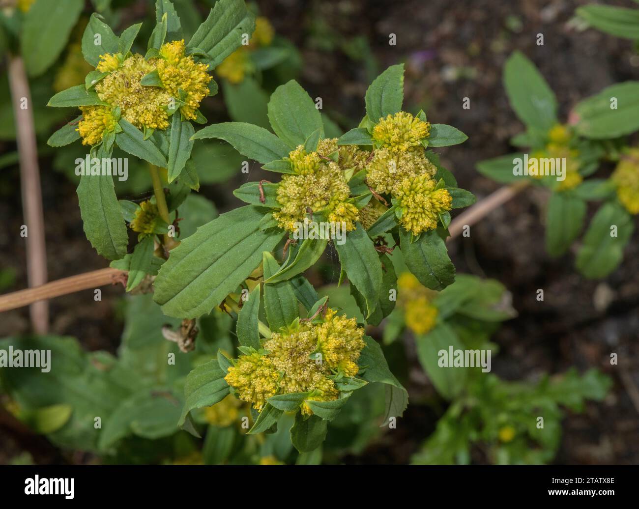Clustered yellowtops, Flaveria trinervia, tropical America. Widespread weed, has C4 carbon fixation. Stock Photo