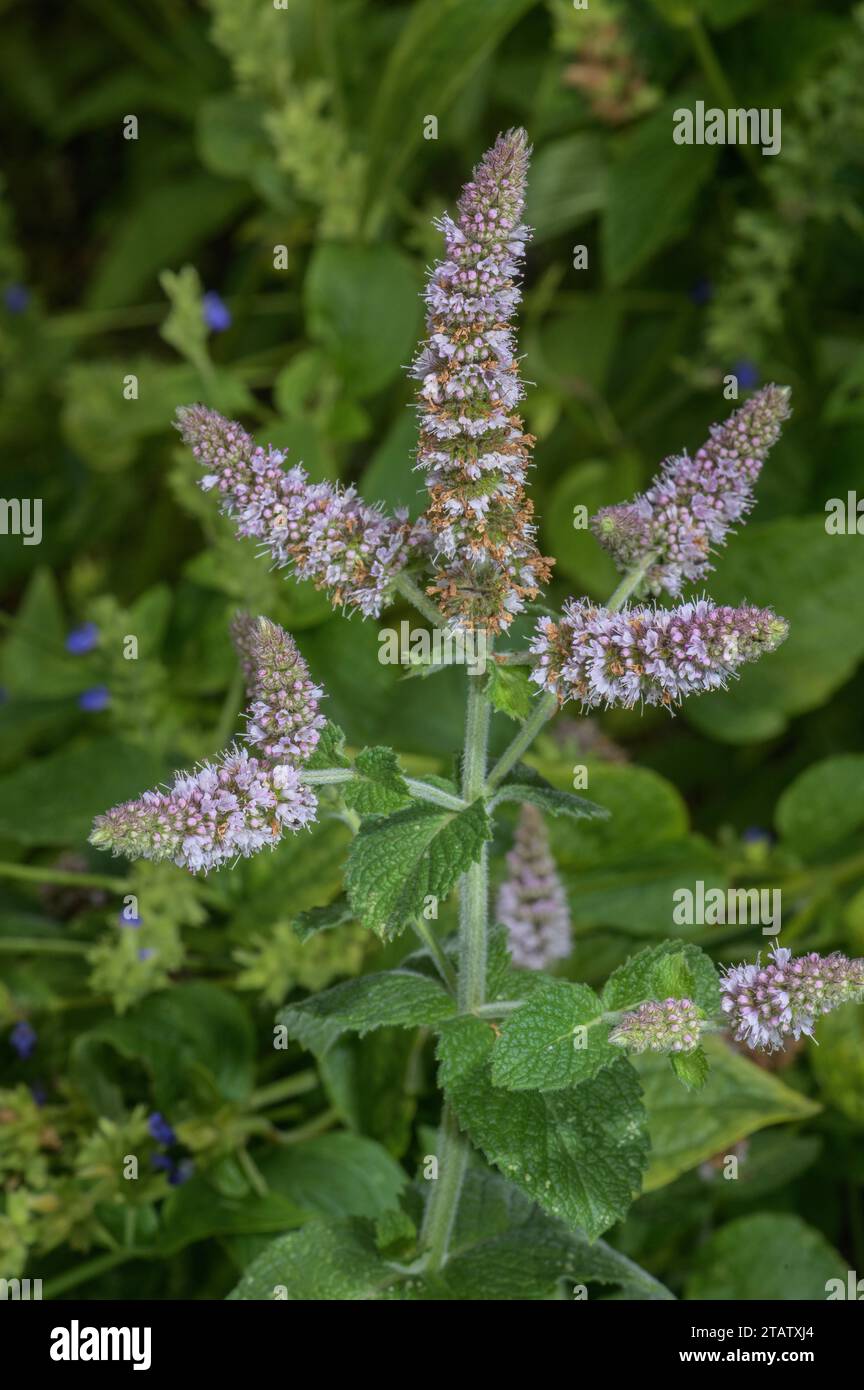 Apple mint, Mentha suaveolens, in flower. From south-west Europe, but widely planted and naturalised. Stock Photo