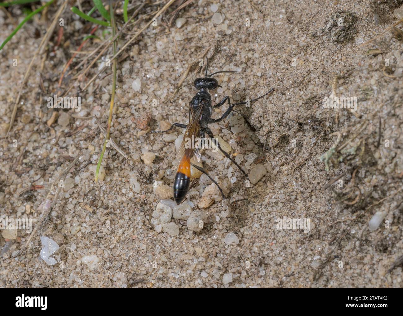 Red Banded Sand Wasp, Ammophila sabulosa on heathland, Dorset Stock ...