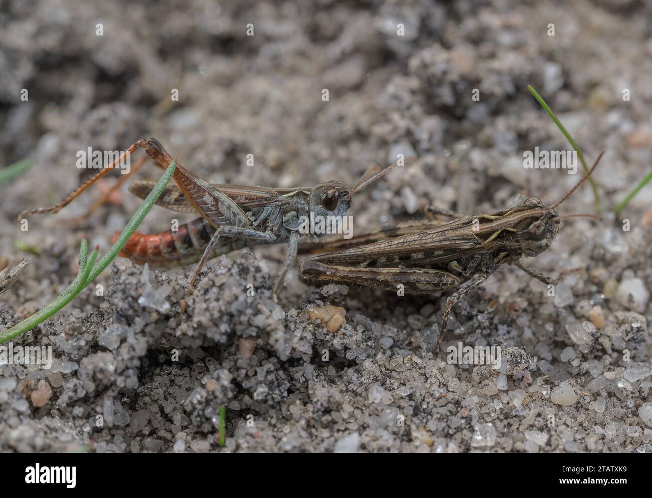 Heath Grasshopper, Chorthippus vagans on sandy heathland, Dorset. Female in front, male beyond. Stock Photo