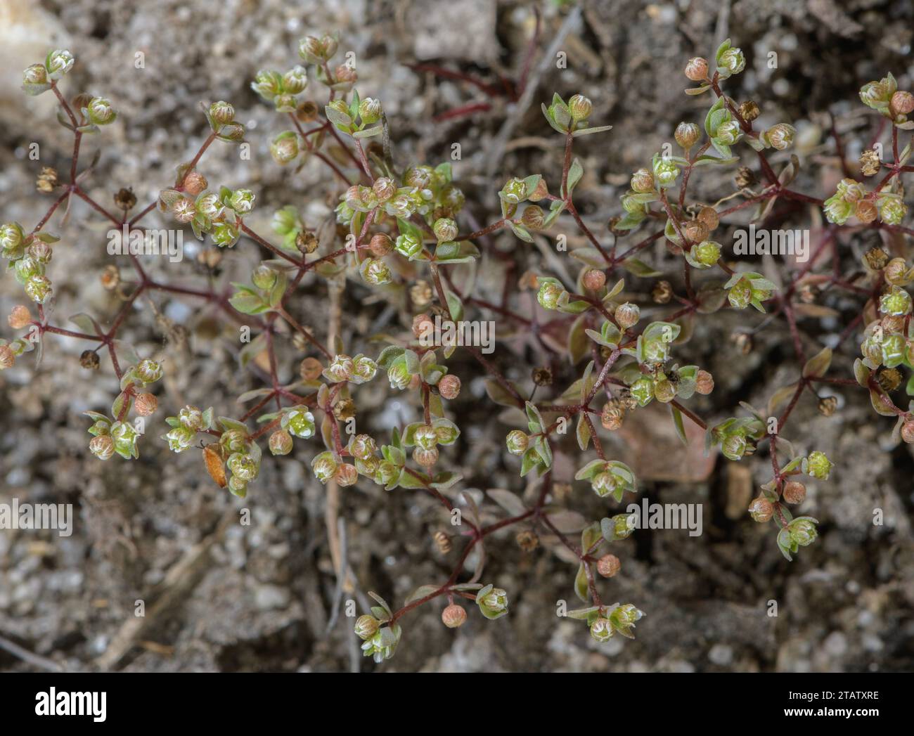 Allseed, Radiola linoides, in flower. An uncommon annual of damp bare ground. Dorset. Stock Photo