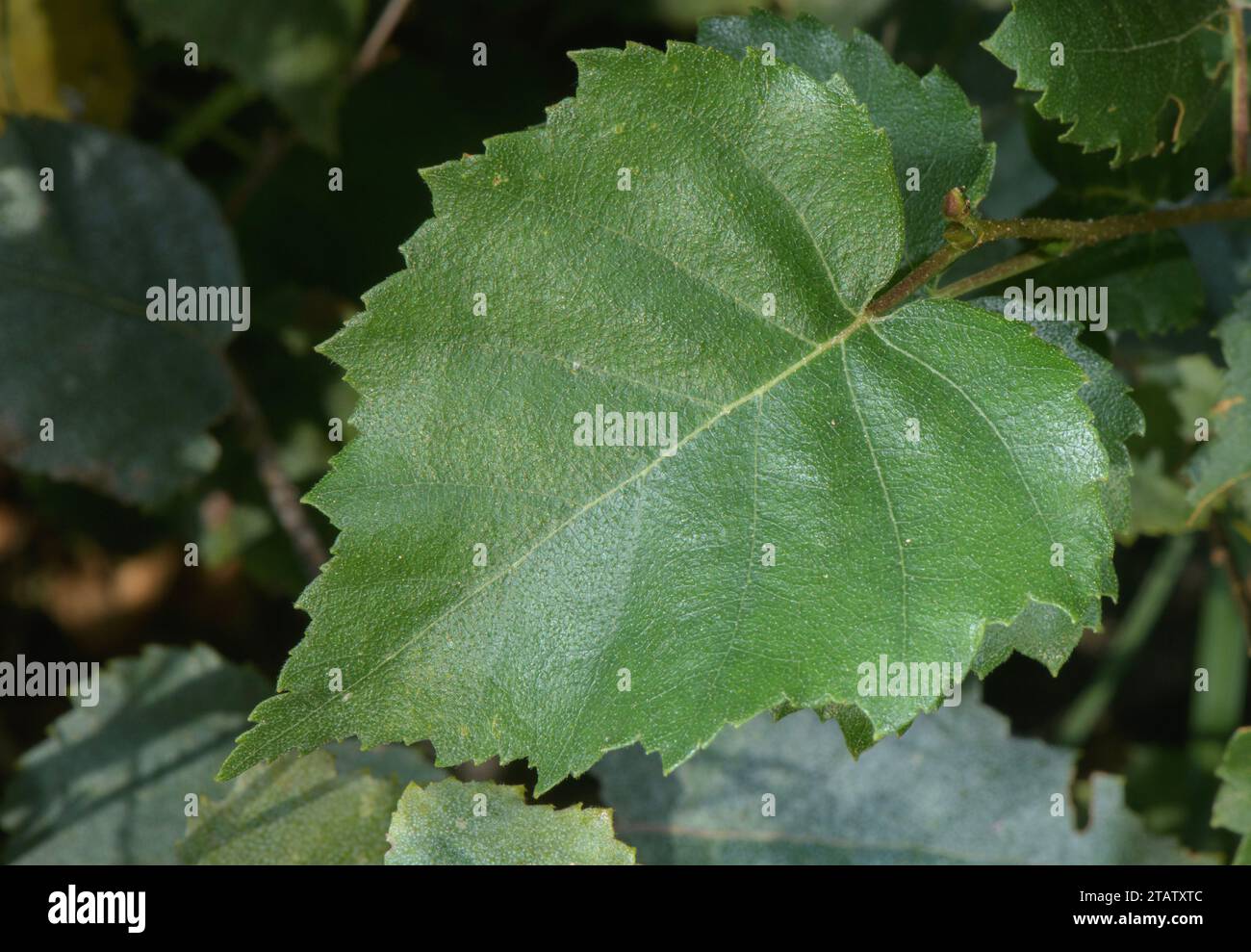 Silver birch leaf: acuminate tip, doubly-serrate margin. Stock Photo