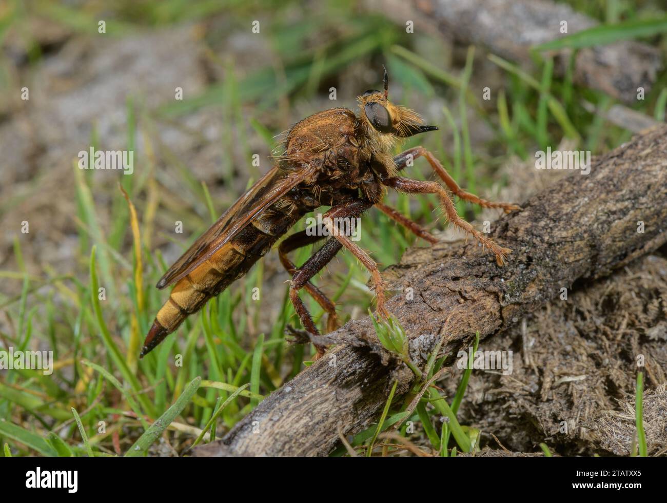 Hornet robberfly, Asilus crabroniformis, perched on twig by dung, heathy field, Dorset. Stock Photo