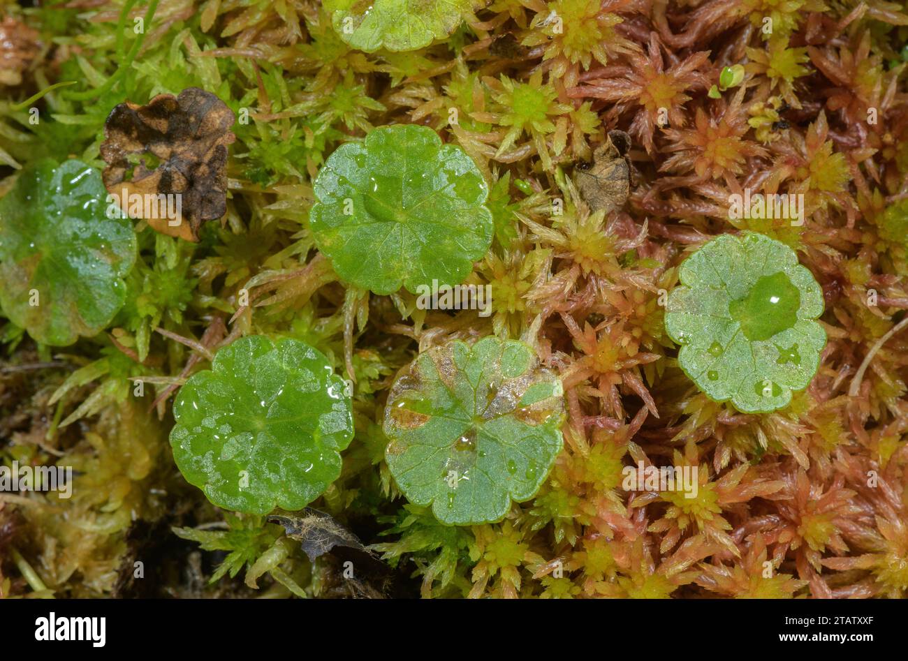 Marsh pennywort, Hydrocotyle vulgaris, leaves in Sphagnum bog. Dorset. Stock Photo