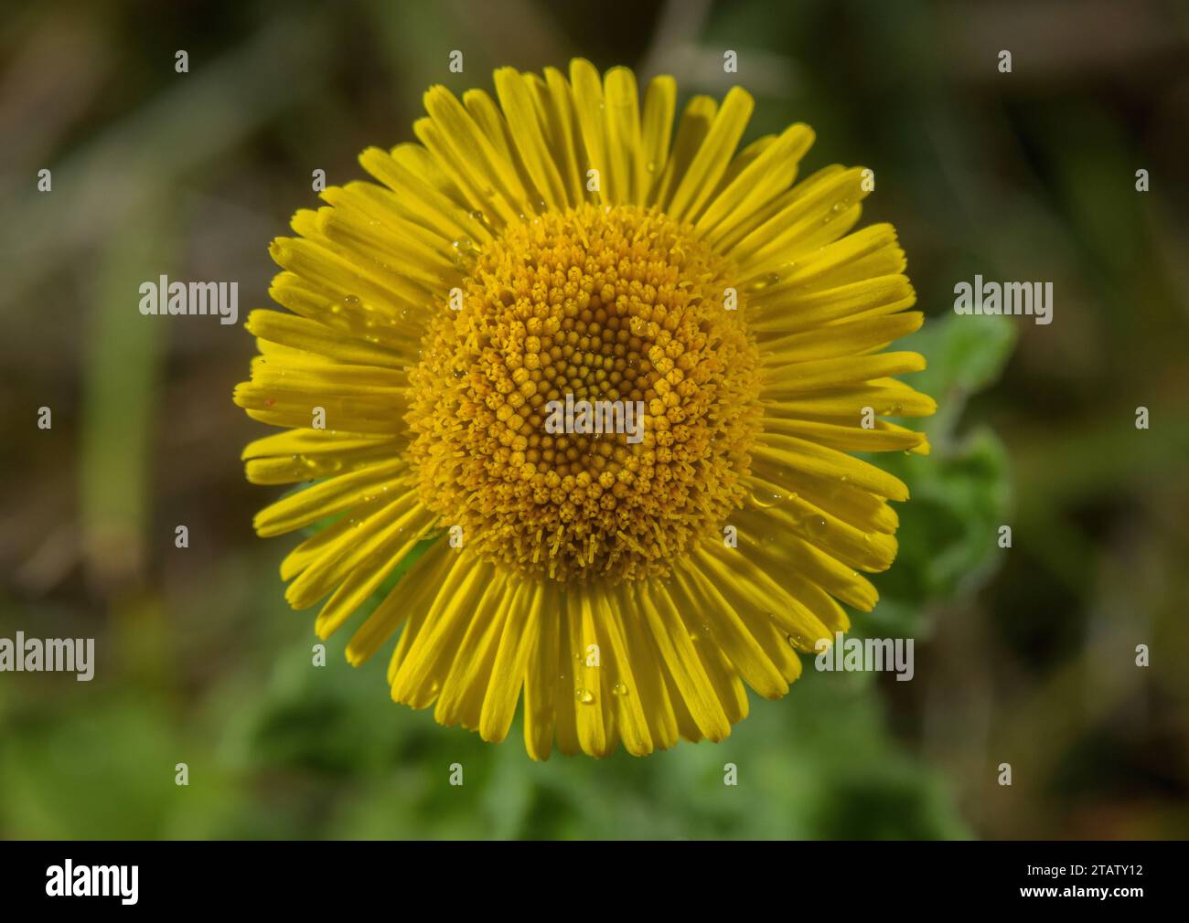 Fleabane, Pulicaria dysenterica - an example of a radiate flower, with central disc (tubular) flowers and peripheral ligulate ray flowers, Stock Photo
