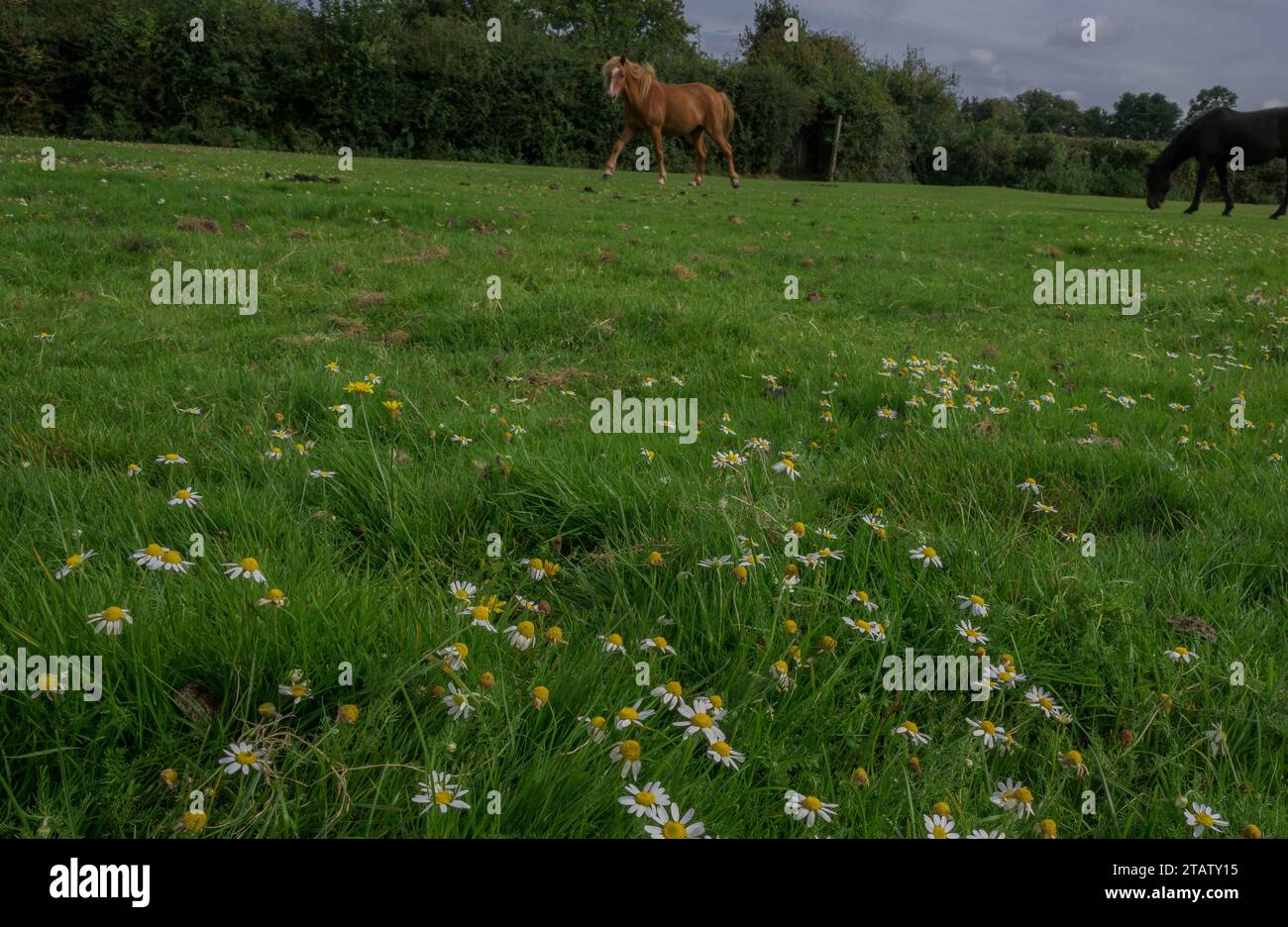 Chamomile, Chamaemelum nobile, growing on a New Forest lawn grazed by ponies and sheep, Cadnam, Hants. Stock Photo