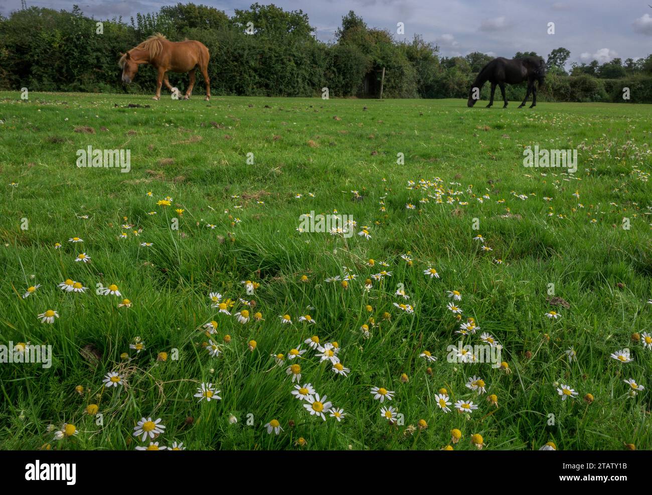 Chamomile, Chamaemelum nobile, growing on a New Forest lawn grazed by ponies and sheep, Cadnam, Hants. Stock Photo