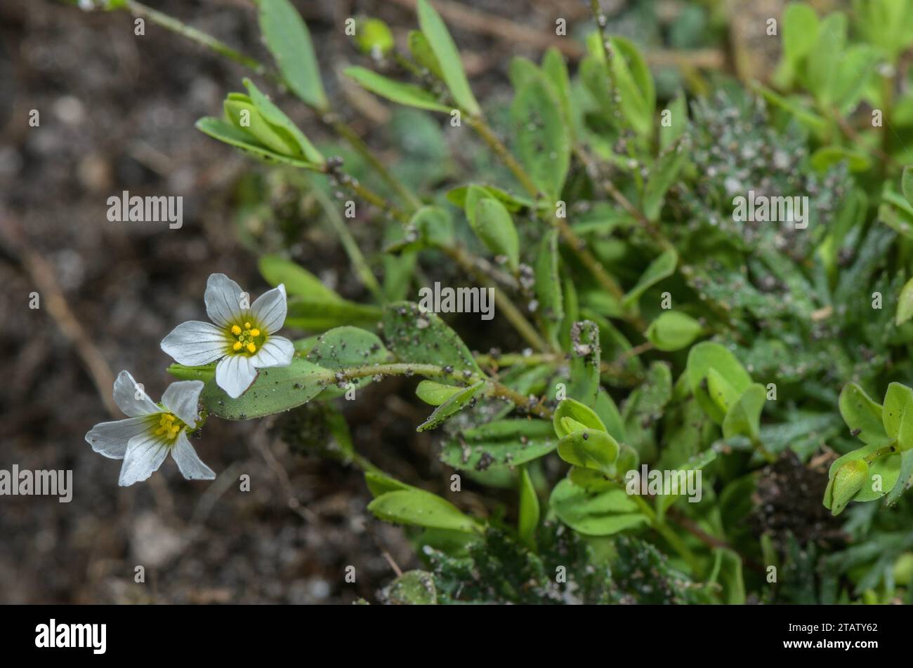 Fairy flax, Linum catharticum, in flower in calcareous grassland. Stock Photo